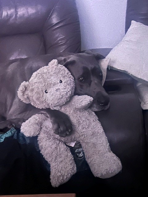 Maze relaxing at home with her teddy bear